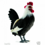 Gockel