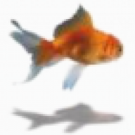 Swordfish