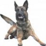 k9toso