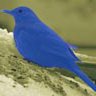 Blauvogel