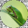 Laubfrosch