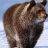 Grizzly55
