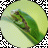 Laubfrosch